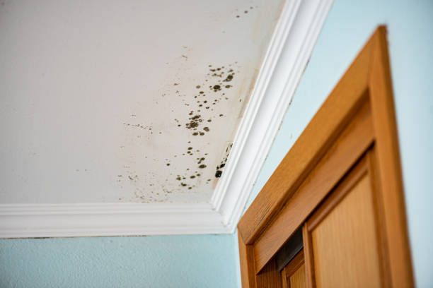 Best Forensic Mold Investigation  in Cordaville, MA